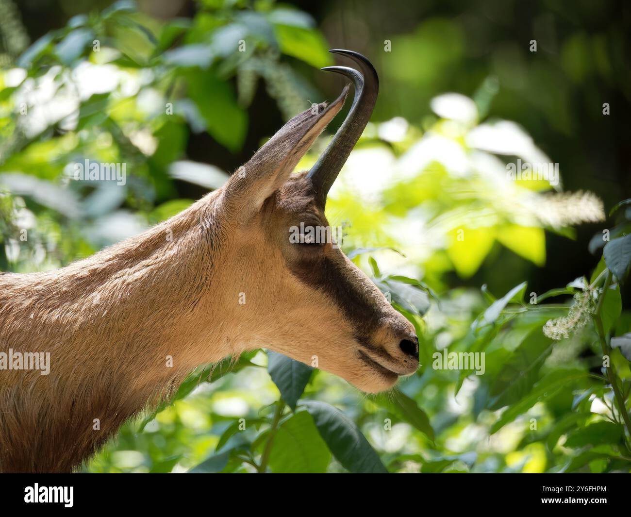 Chamois, chamois alpin, Gämse, chamois, Rupicapra rupicapra, zéro Banque D'Images