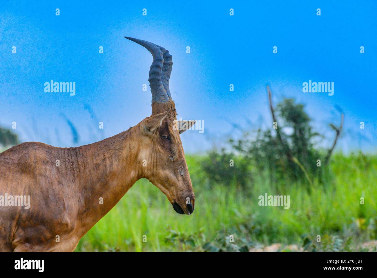 Hartebeest de Jackson dans le parc national de Murchison Falls Banque D'Images