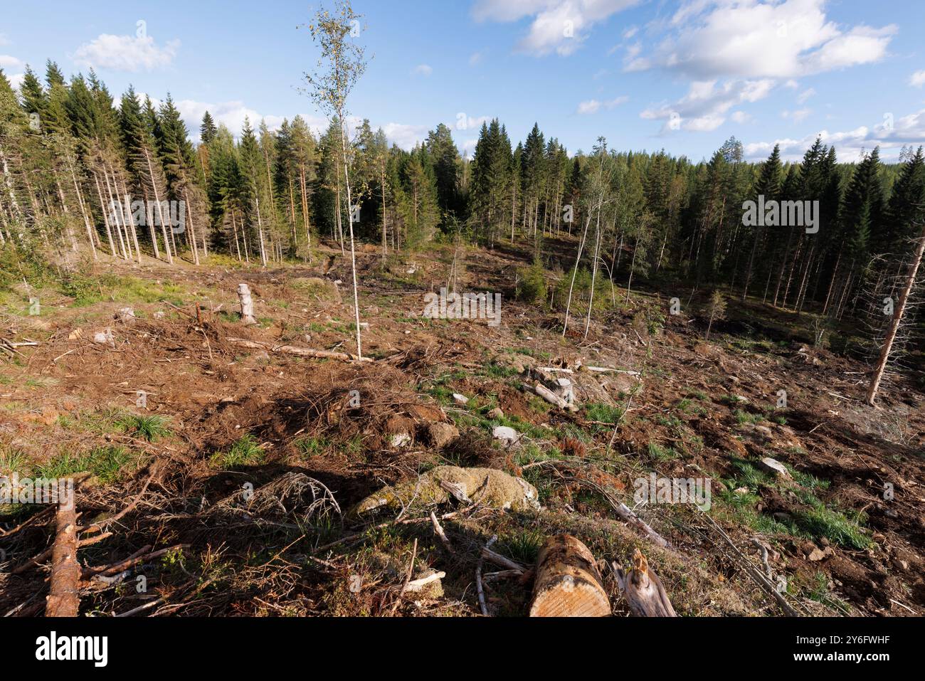 Débris de diagraphie principalement retirés de la zone de coupe dégagée après la diagraphie . Le sol est prêt pour la plantation de jeunes arbres, Finlande Banque D'Images