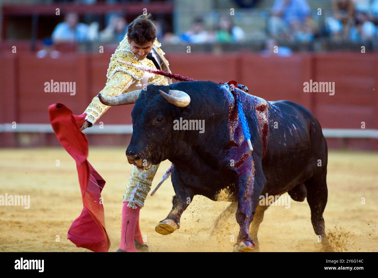 Séville, Espagne, 15 août 2008, César Girón livre une série de passes droitières lors d'une corrida au Real Maestranza de Caballería à Séville. Banque D'Images