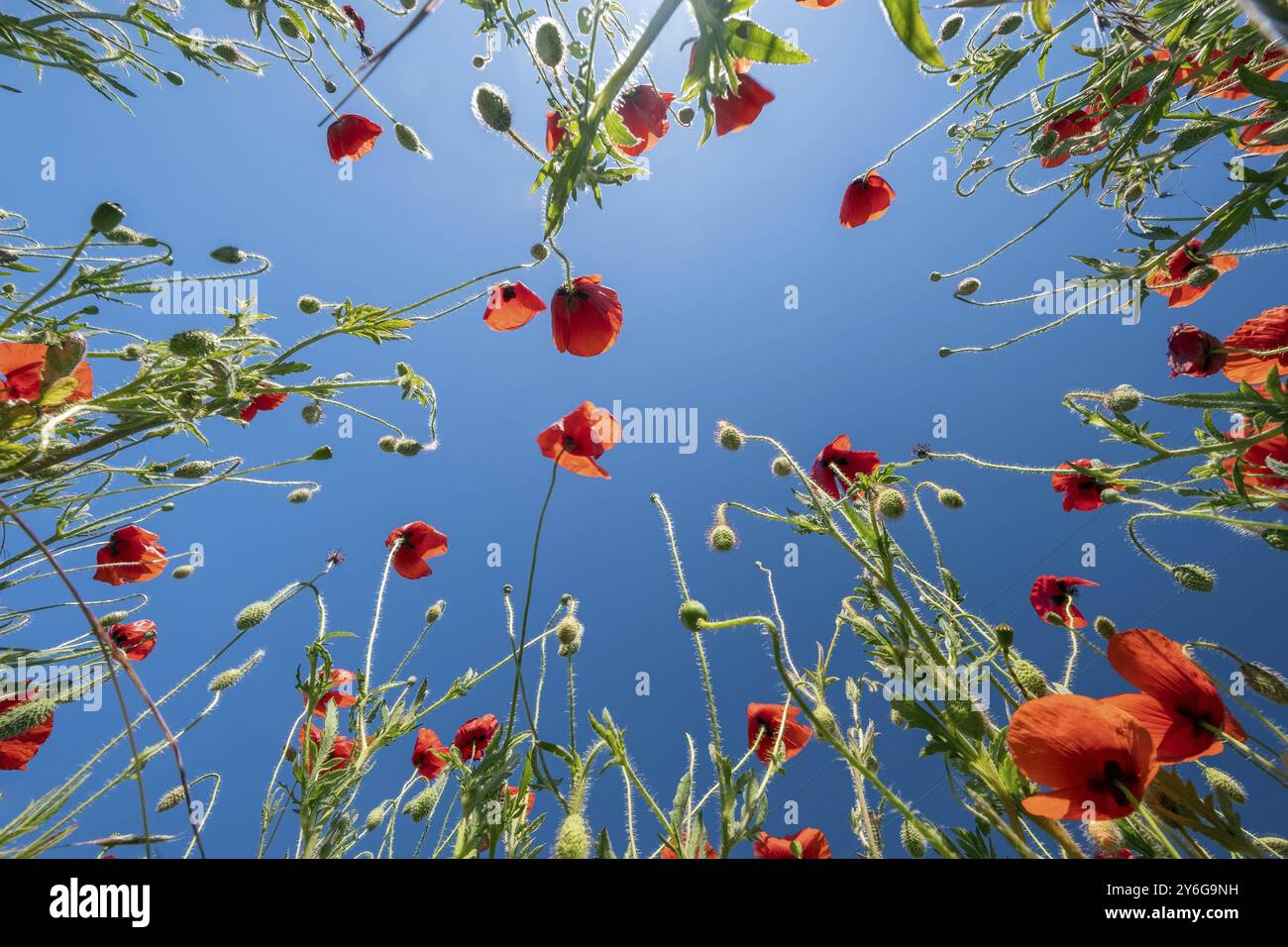 Vue de dessous des coquelicots rouges et du ciel bleu. Champ de pavot d'été Banque D'Images