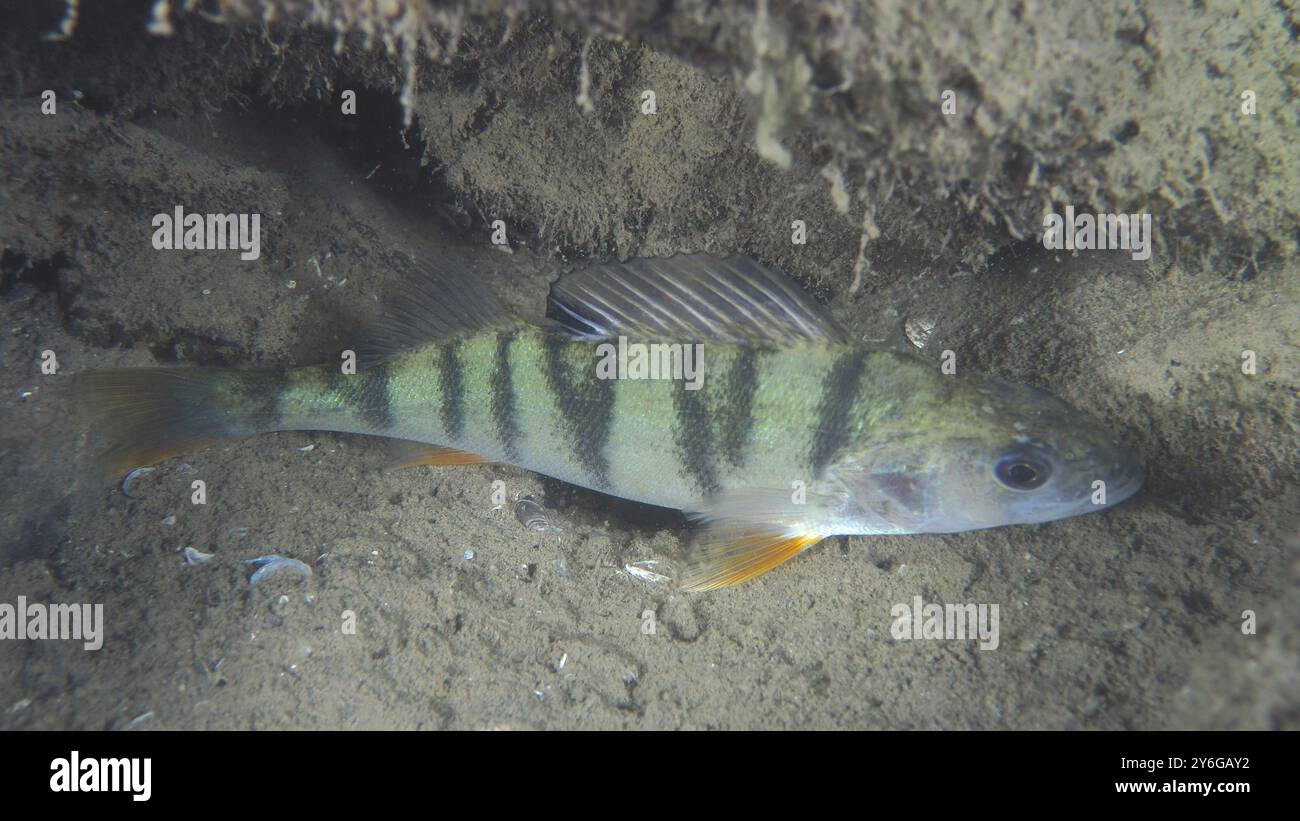 Un poisson rayé, perche (Perca fluviatilis), Egli, se trouve au fond du lac de sable près d'une paroi rocheuse. Site de plongée Terlinden, Kuesnacht, Lac de Zurich, Canton Z Banque D'Images