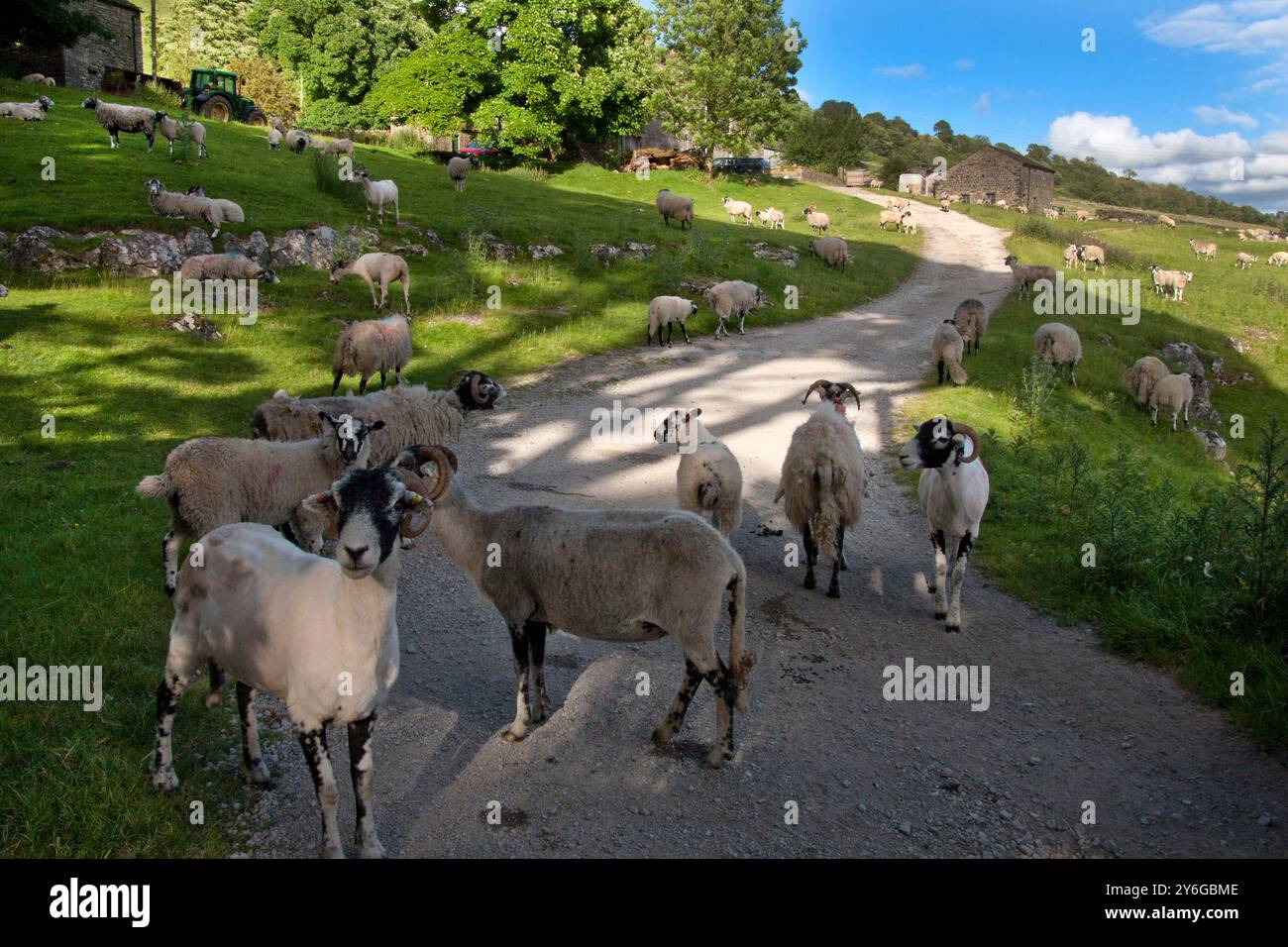 Moutons sur le chemin, Yockenthwaite, Langstrothdale, Upper Wharfedale, Yorkshire Dales, Angleterre Banque D'Images