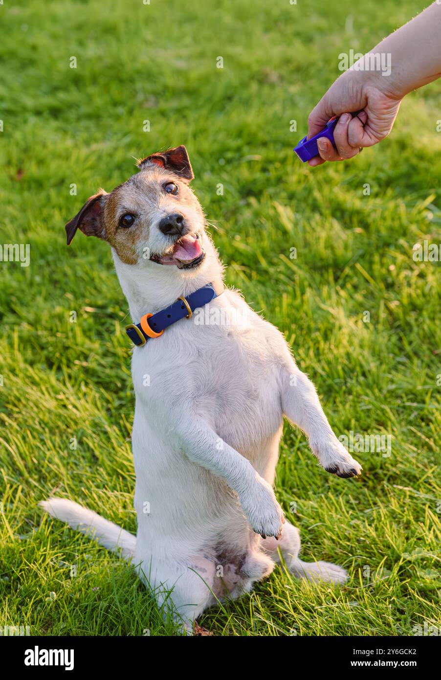 Dressage de chien avec clicker. Chien heureux attendant la commande de libération assis sur les pattes arrière. Banque D'Images