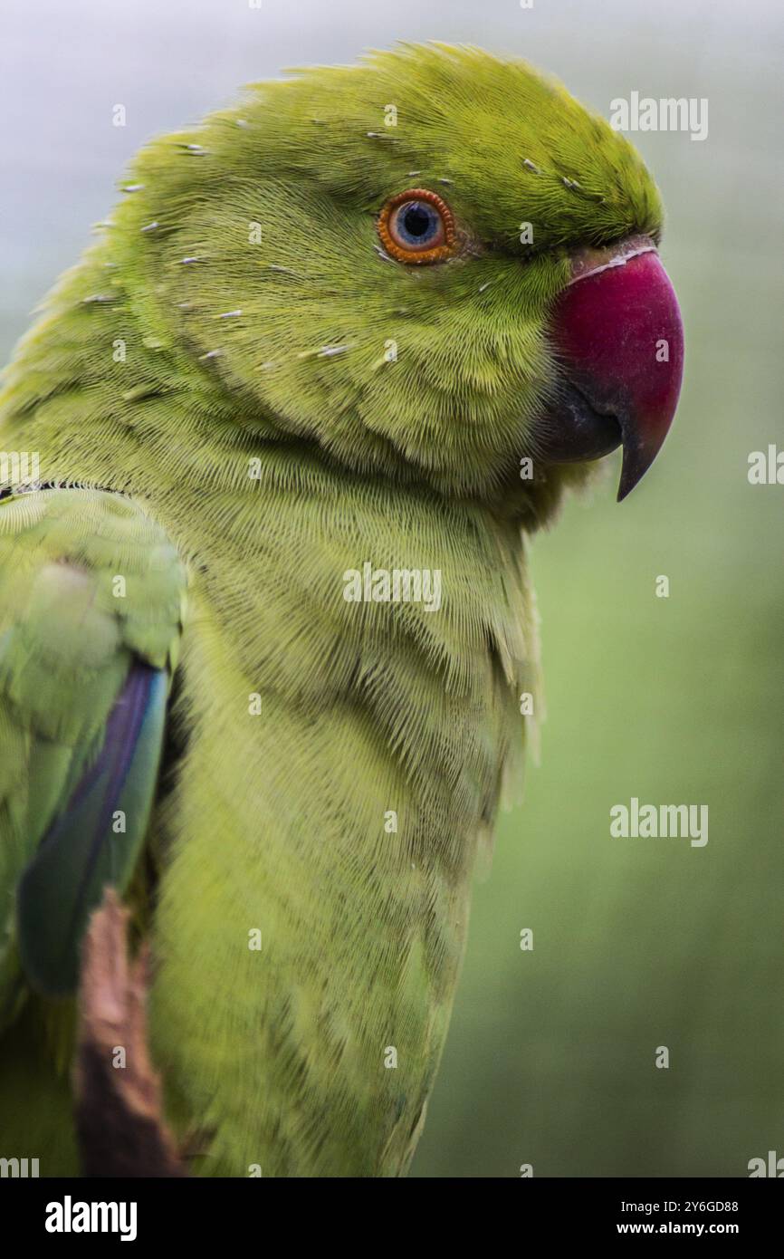 Indian Ringneck Parakeet Rose-ringed Parakeet en gros plan Banque D'Images