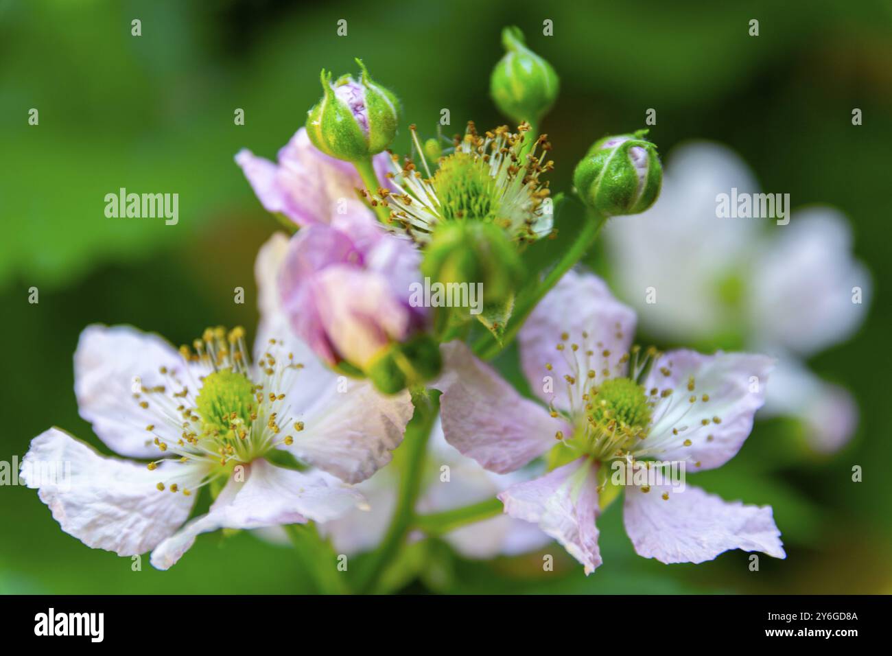 Framboise ou têtes de fleurs de framboise pendant le temps de rinçage. Prise de vue macro, détails et gros plan. La beauté dans la nature Banque D'Images