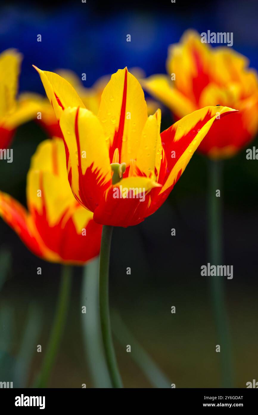 Gros plan des fleurs de Tulipa 'feu d'artifice' Banque D'Images