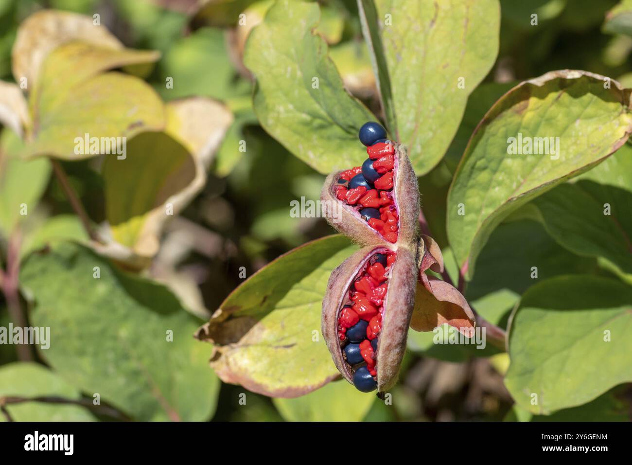 Gros plan de paeonia daurica wittmanniana plante herbacée vivace appartenant à la famille des pivoines. Également connu sous le nom de pivoine de Wittmann Banque D'Images