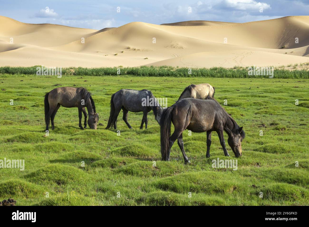 Chevaux mangeant de l'herbe en face de dunes de sable paysage naturel, désert de Gobi, Mongolie, Asie Banque D'Images