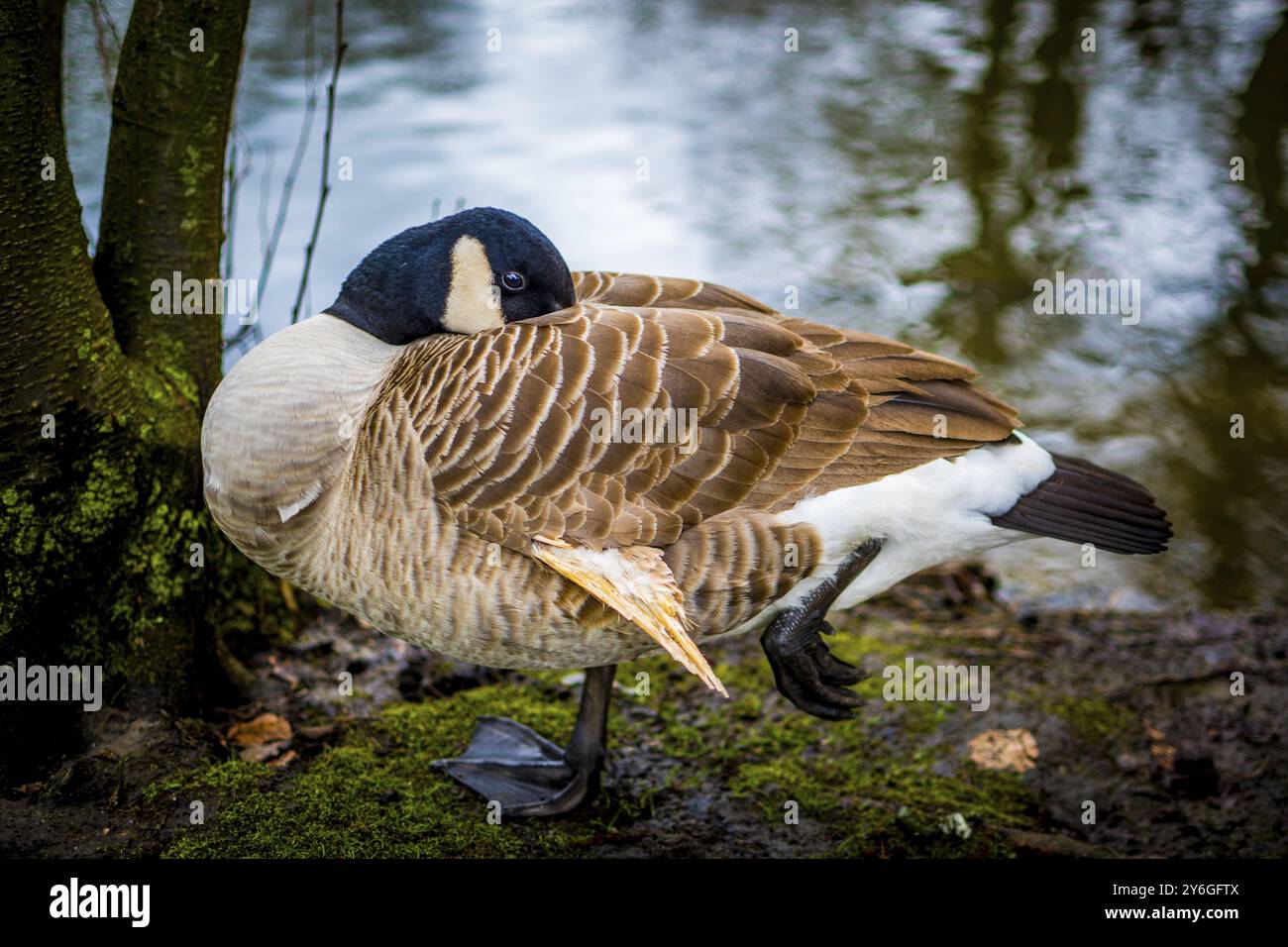 Gros plan de l'oie du Canada en train de se toiletter Banque D'Images