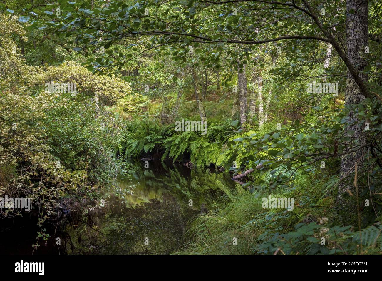 Vue sur la rivière Rego de Mera sur le sentier de randonnée Ruta dos Muinos, près de Lugo en Galice, Espagne. Beauté dans la nature Banque D'Images