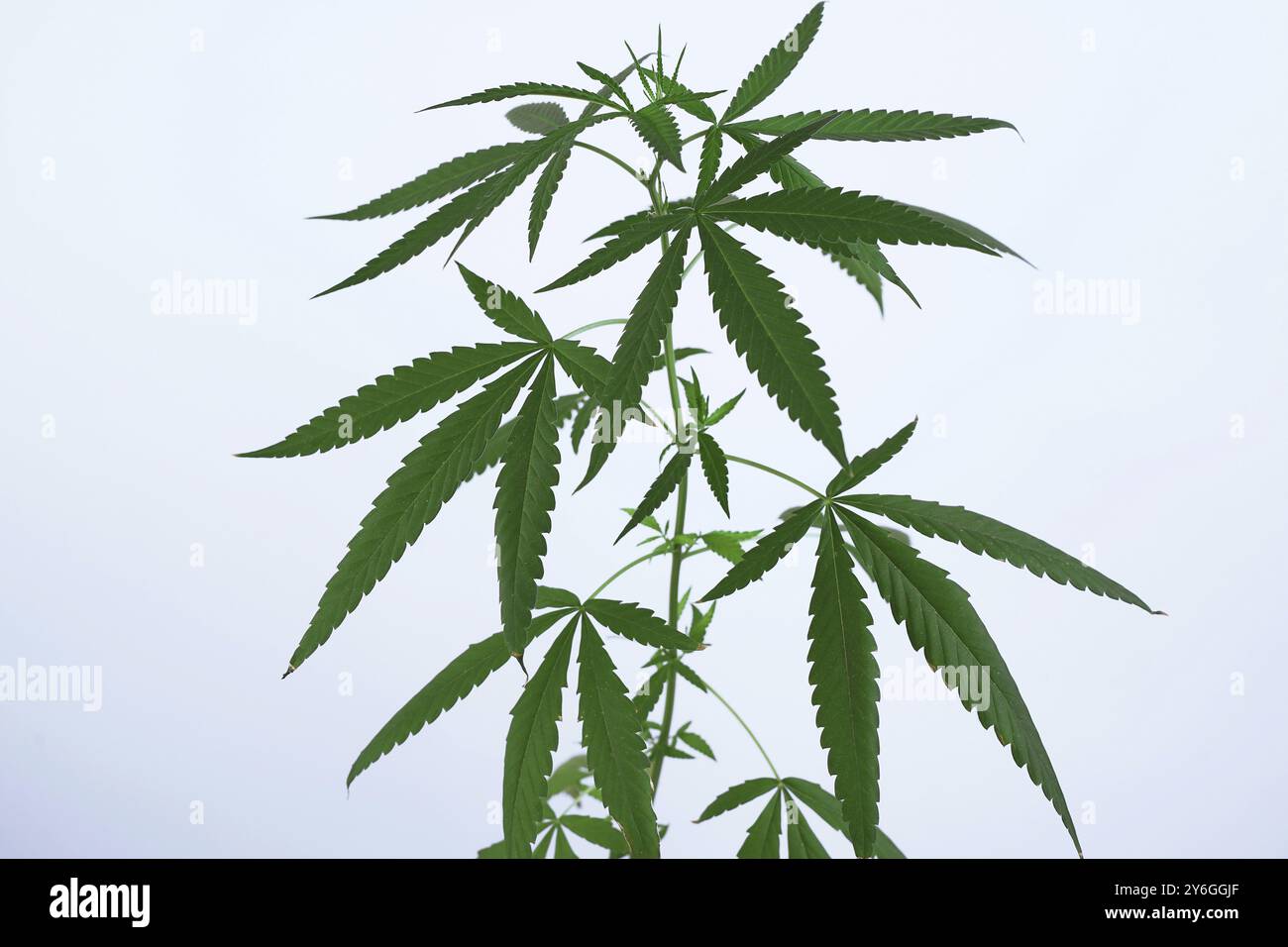 Cannabis marijuana plante médicine herbe pharmaceutique Banque D'Images
