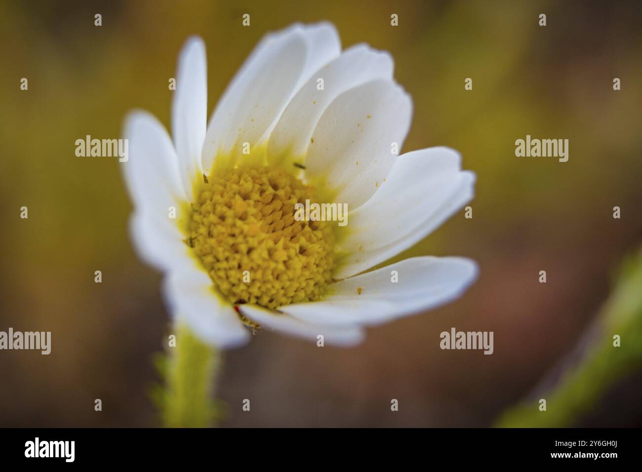 Gros plan macro de fleur de pâquerette commune avec arrière-plan flou Banque D'Images