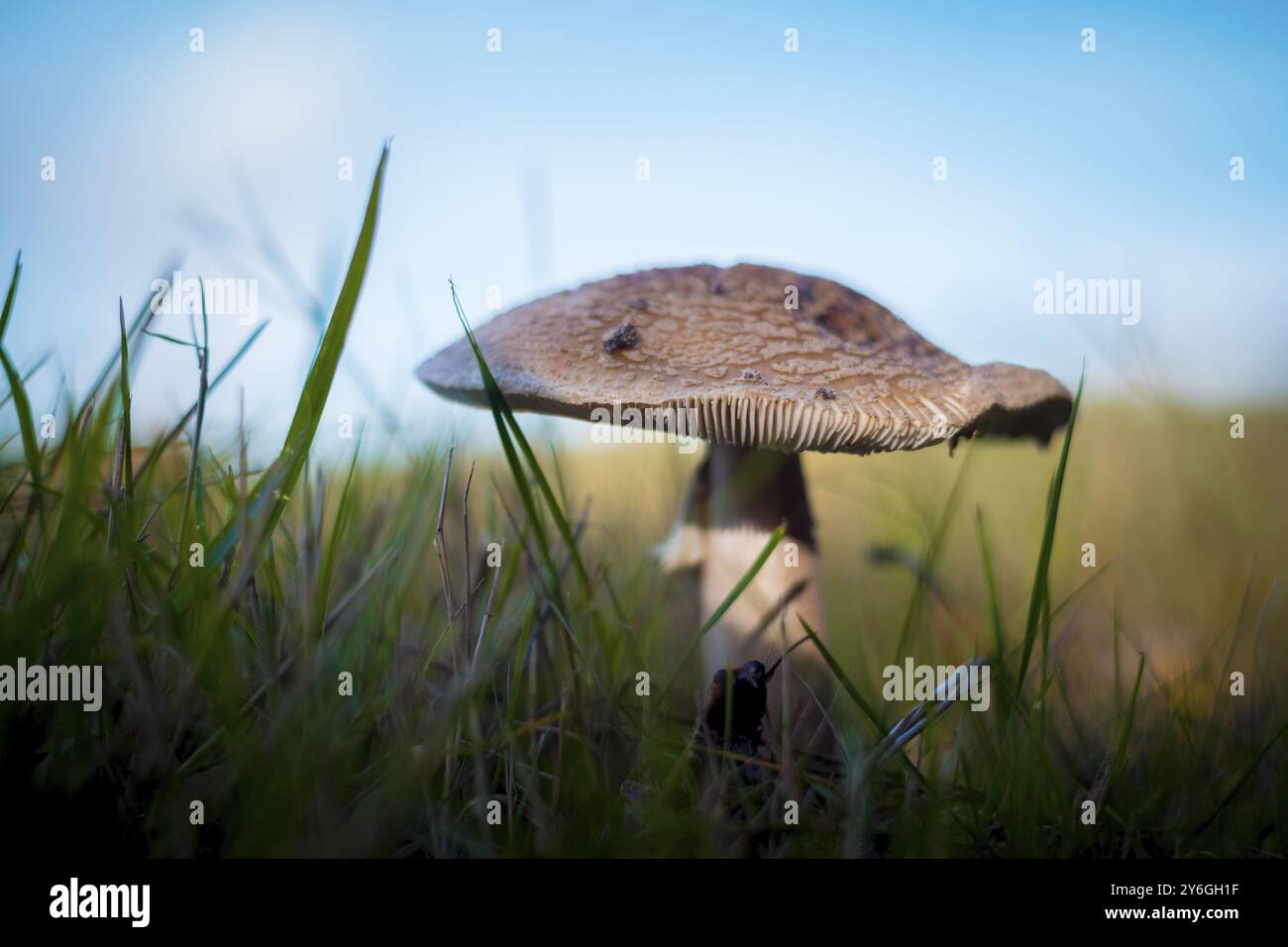Gros plan du champignon à joues, qui est un nom commun à plusieurs espèces étroitement apparentées du genre Amanita Banque D'Images