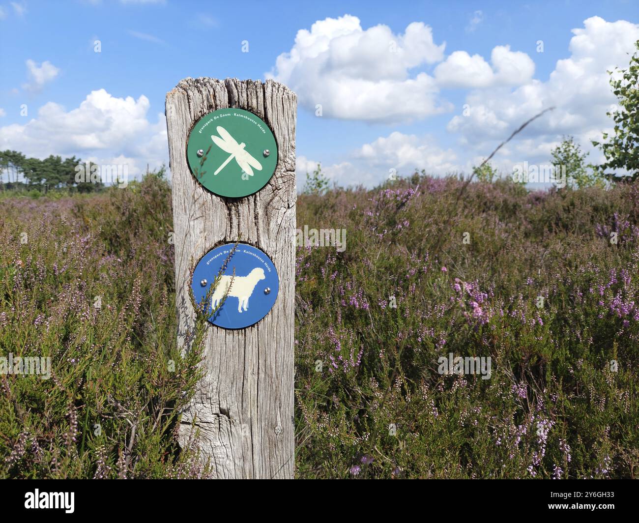 Kalmthout, Belgique, août 2021 : gros plan du bâton de randonnée avec des symboles de chemin dans le parc naturel Kalmthout Heath en Belgique, Europe Banque D'Images