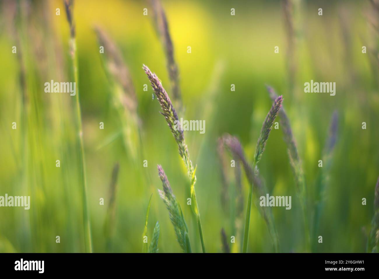 Photo en gros plan de l'herbe et des graines, douce et rêveuse, mise au point sélective Banque D'Images
