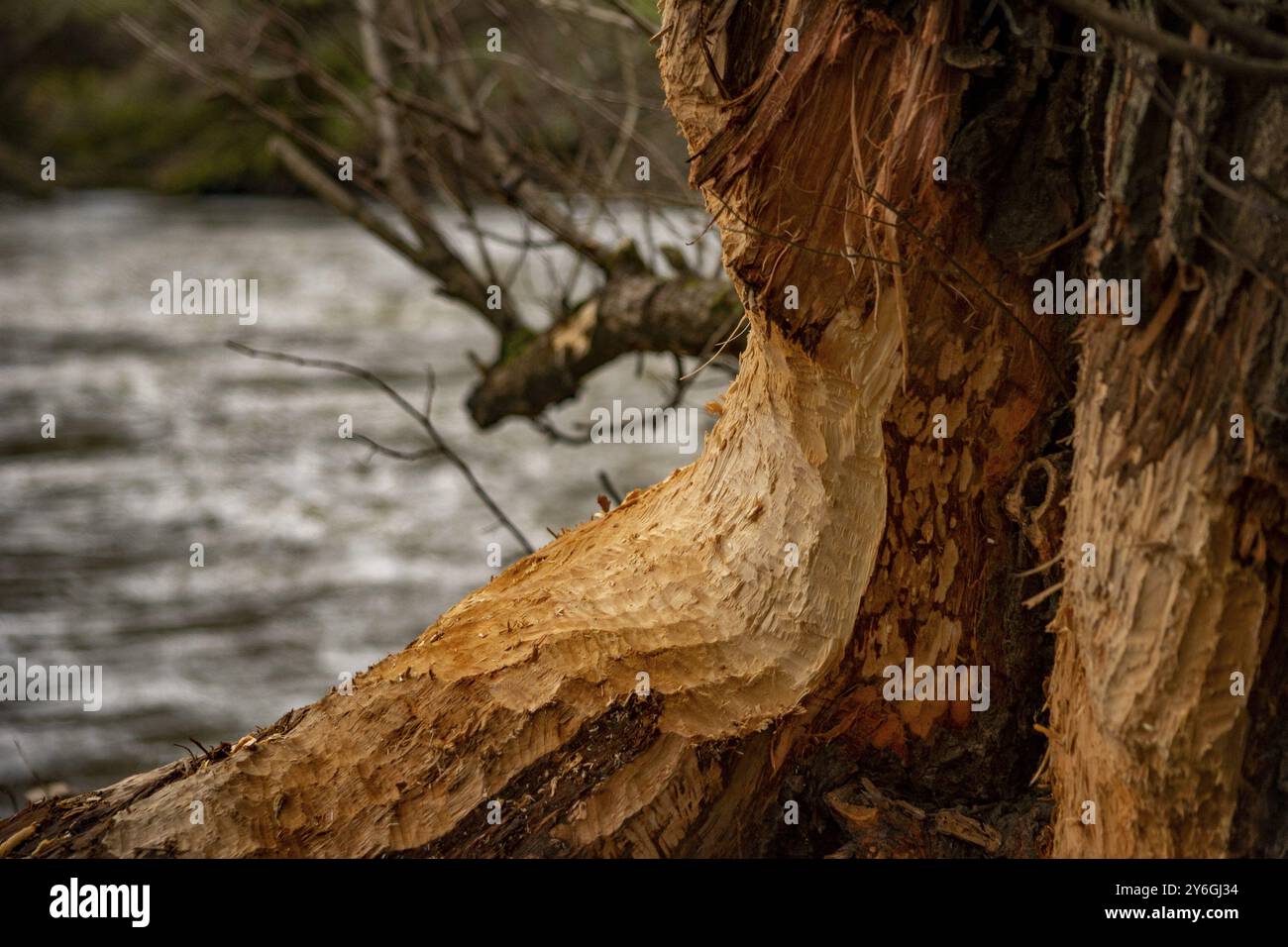 Gros plan des traces de castor dans le processus de coupe d'un arbre à côté de l'eau Banque D'Images