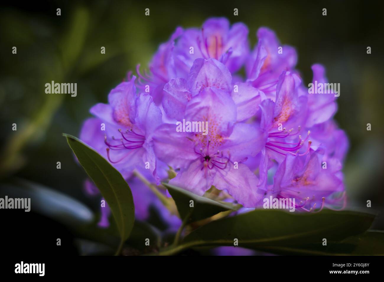 Gros plan d'une fleur de rhododendron rose, également appelée gurans lali au Népal Banque D'Images