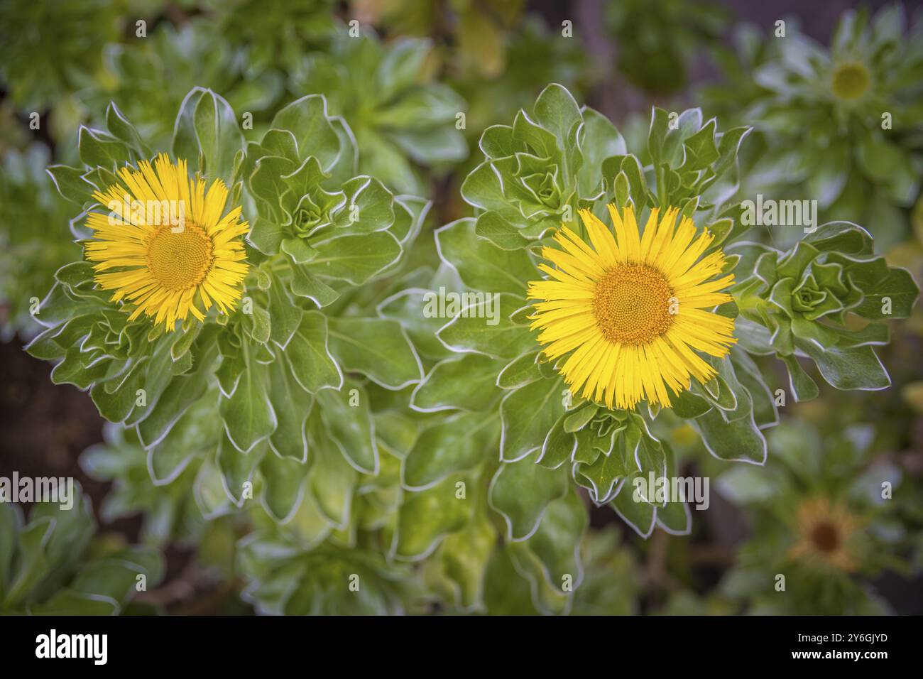 Gros plan d'Asteriscus sericeus, la Marguerite des Canaries, une espèce de la famille des Marguerites endémique des Canaries. Beauté dans la nature Banque D'Images