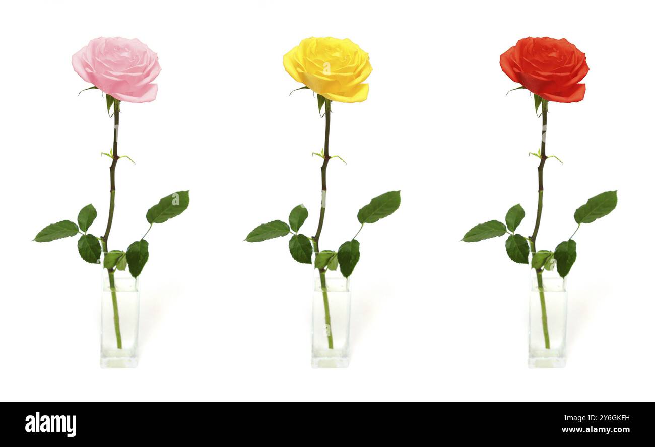 Rose simple en vase, trois options de couleur Banque D'Images