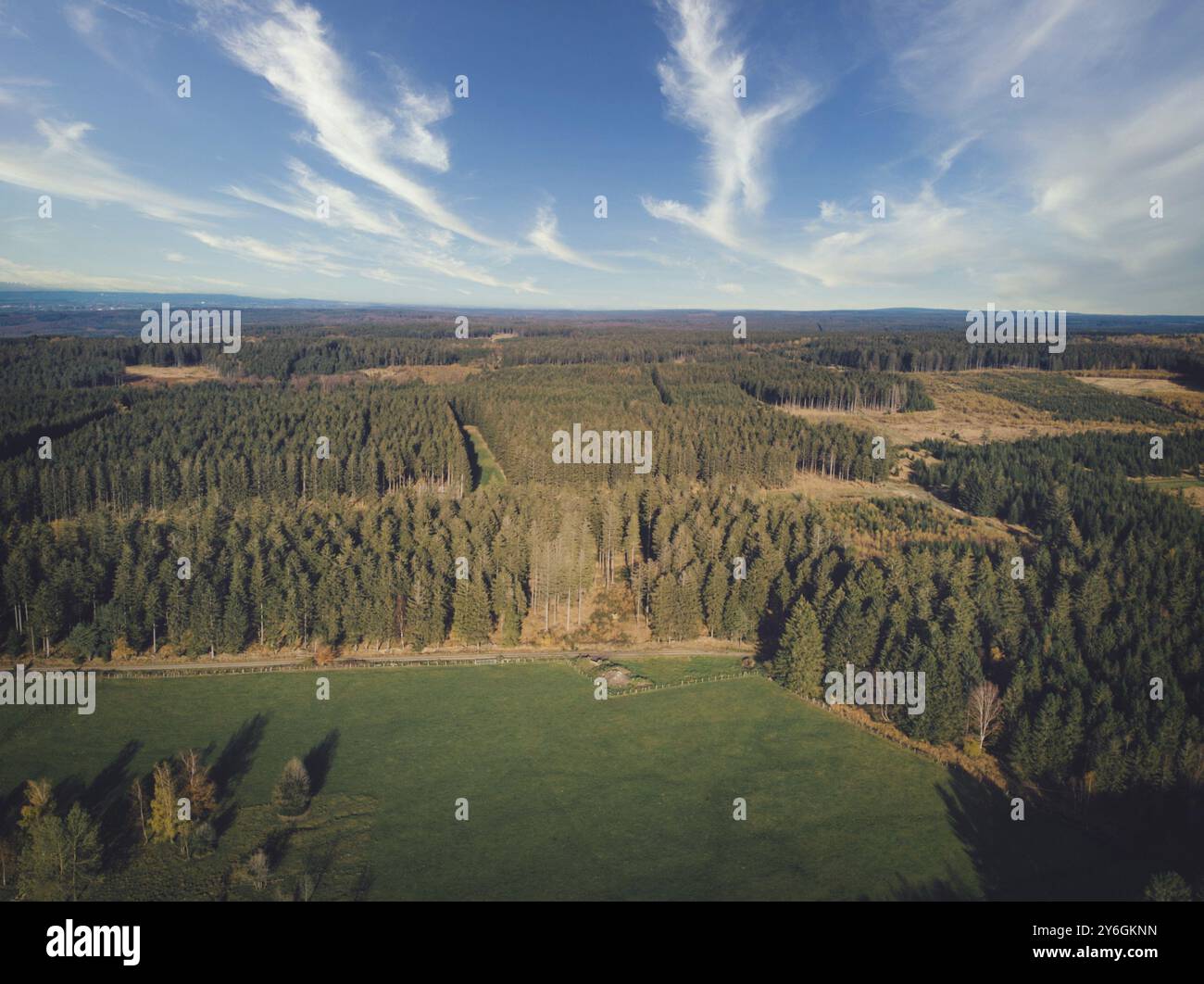 Aérien de forêt de pins et prairie et pâturage dans les Ardennes, Belgique. Beauté dans la nature Banque D'Images