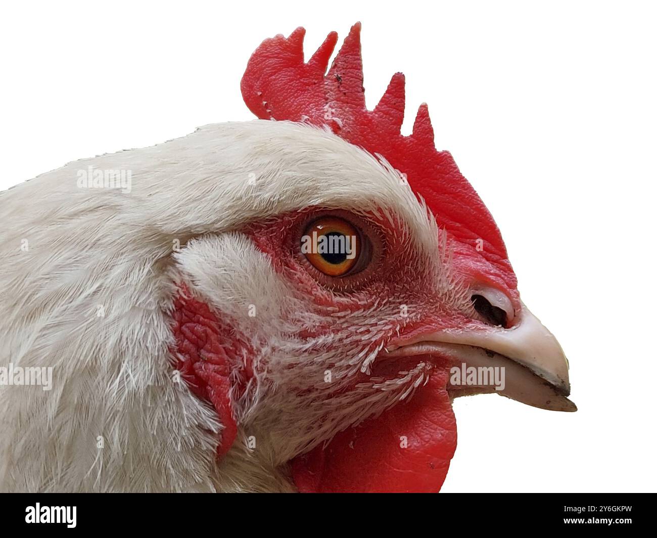 Gros plan et détail de la tête de poulet blanche isolée sur blanc Banque D'Images