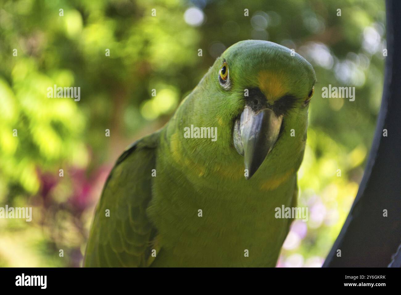 Gros plan sur le perroquet amazonien à serviettes jaunes (Amazona auropalliata) Banque D'Images
