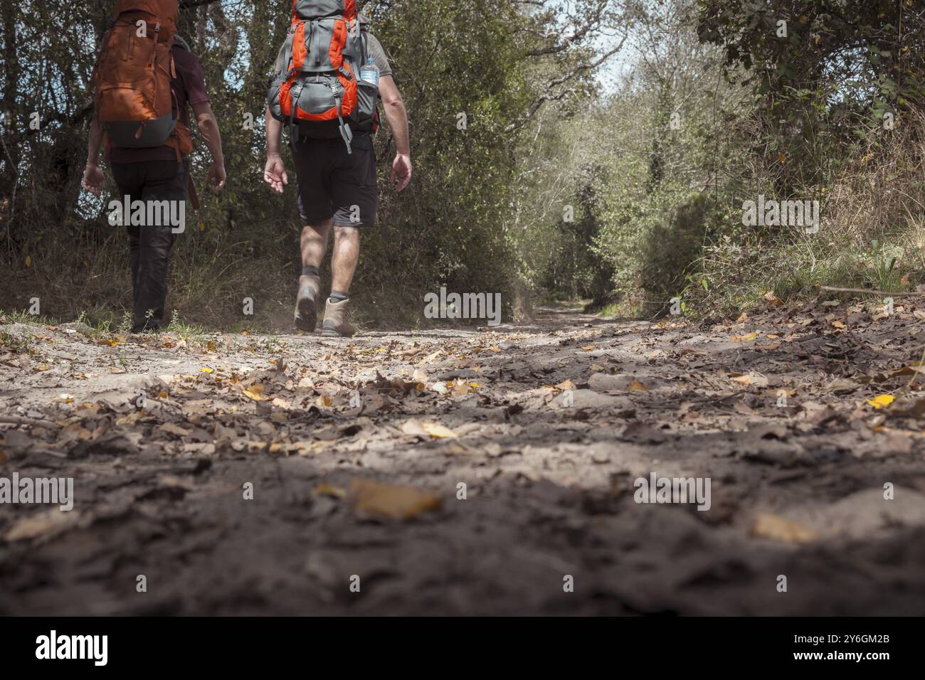 Sobrado dos Monxes, Espagne, 9 septembre 2023 : deux randonneurs masculins méconnaissables marchant le Camino de Compostla ou le chemin à travers les forêts de Galici Banque D'Images