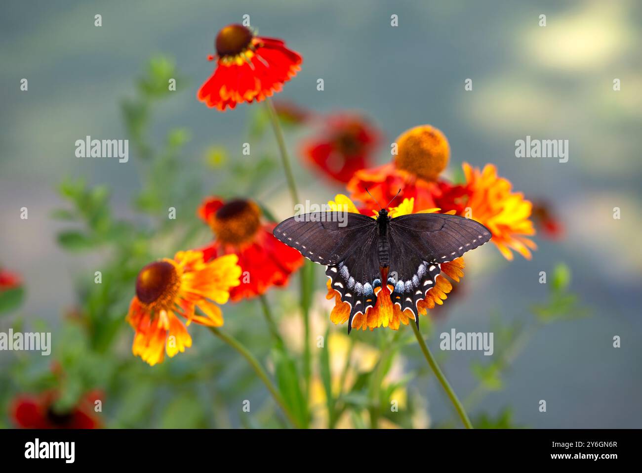 Macro d'un papillon noir et noir femelle tigre de l'est à queue-d'aronde (papilio glaucus) sur des fleurs de jardin - vue de dessus avec ailes déployées Banque D'Images