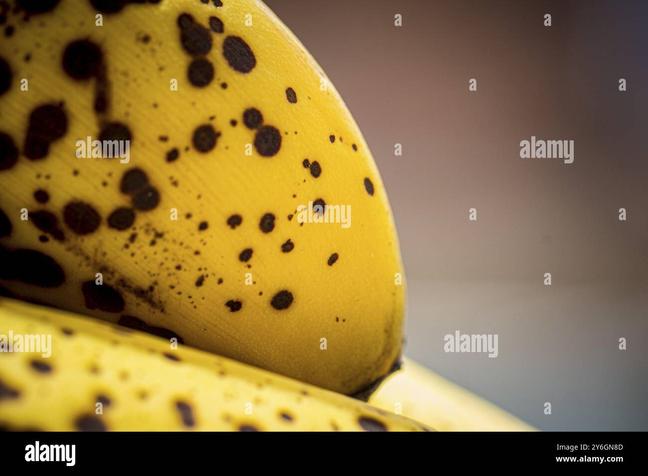 Gros plan de l'étape de mûrissement de la banane avec des taches, saveur sucrée, parfait pour les boissons de mélangeur et la cuisson Banque D'Images