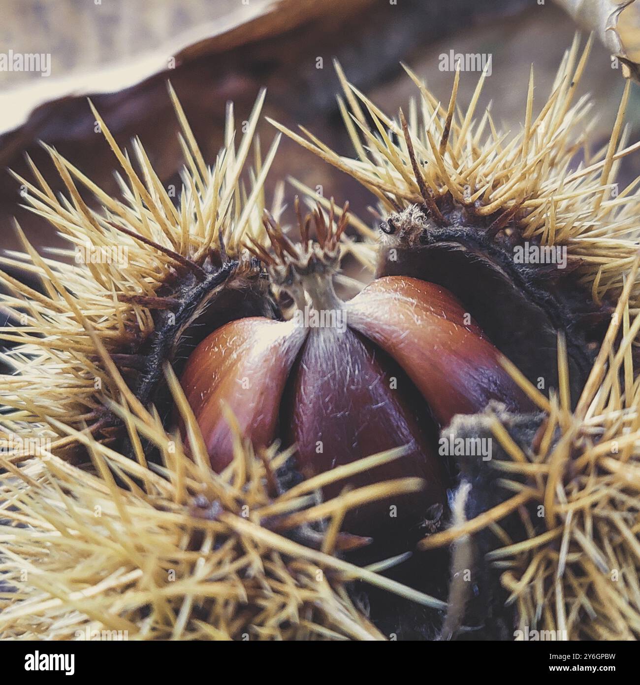 Gros plan et détail de la balle de châtaignier en automne. Mise au point sélective Banque D'Images