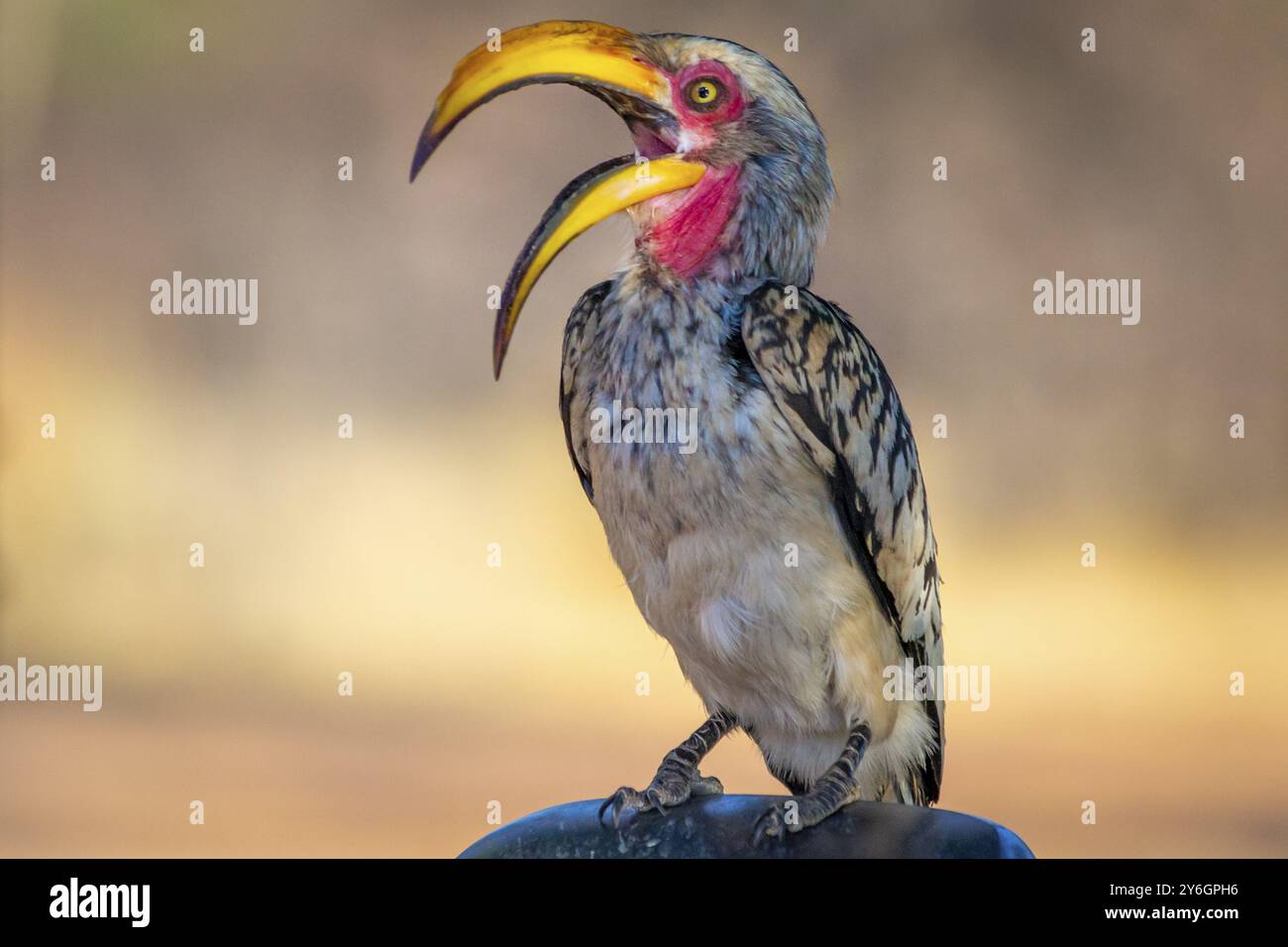Hornbill à bec jaune méridional ou nom latin Tockus leucomelas. Gros plan et détails Banque D'Images