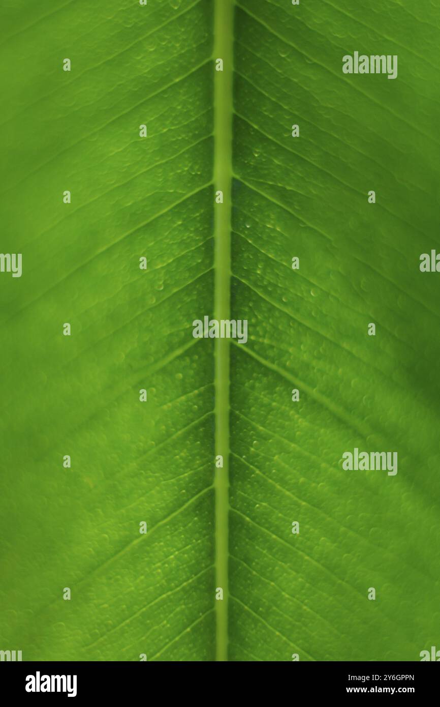 Macro verticale, gros plan extrême, plan d'une feuille de ficus verte montrant les nerfs et les cellules. Mise au point sélective Banque D'Images