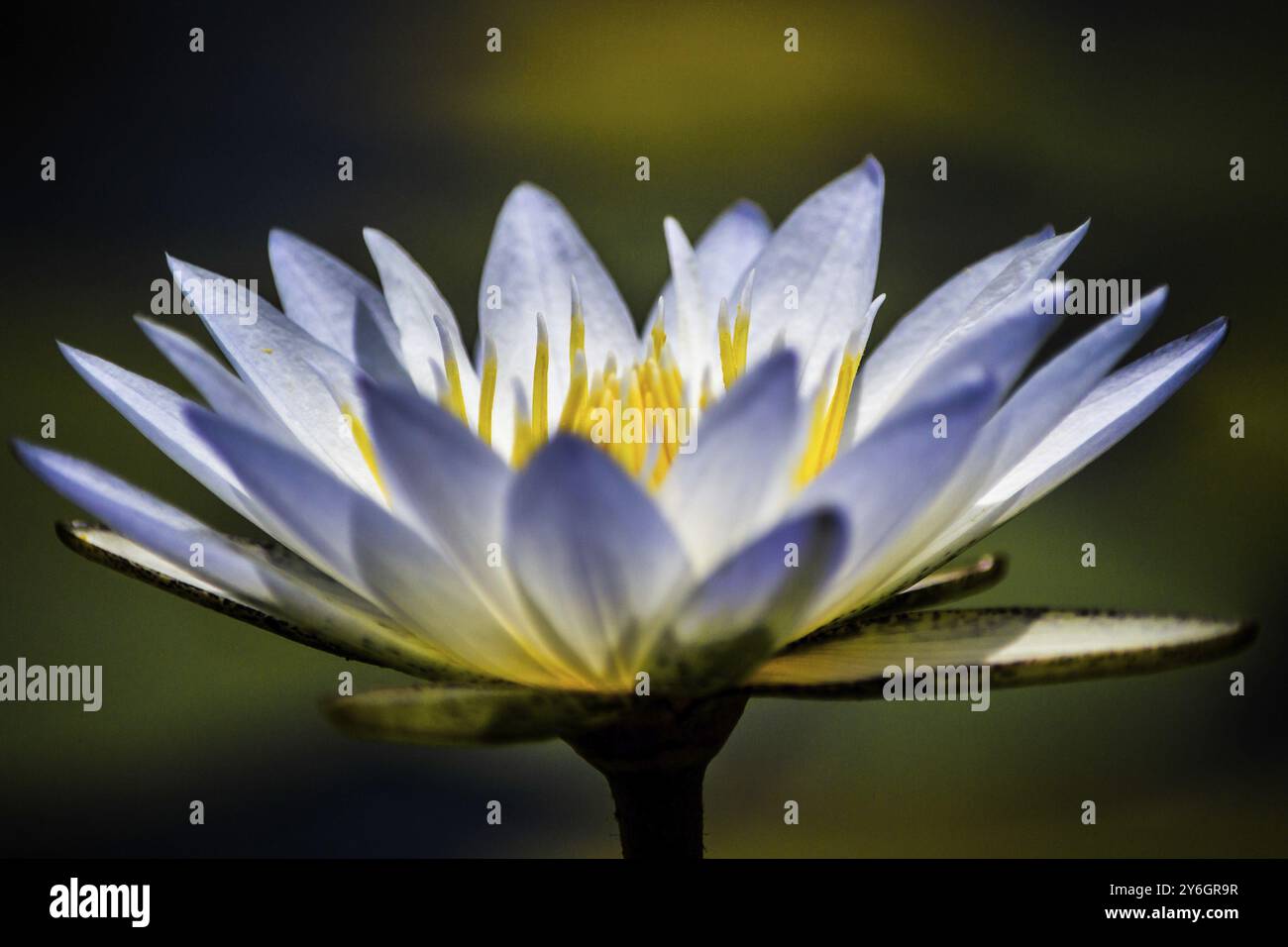 Gros plan de nénuphars (Nymphaeaceae) avec feuilles blanches et fond vert flou Banque D'Images