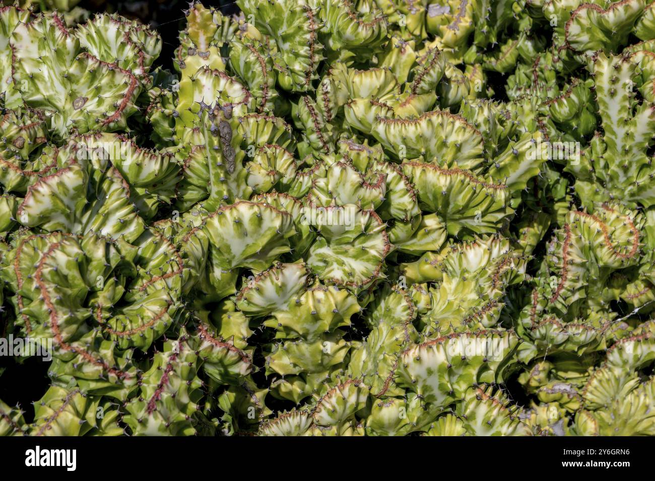 Détail en gros plan sur euphorbia lactea cristata, une espèce d'éperon originaire d'Asie tropicale, principalement en Inde Banque D'Images