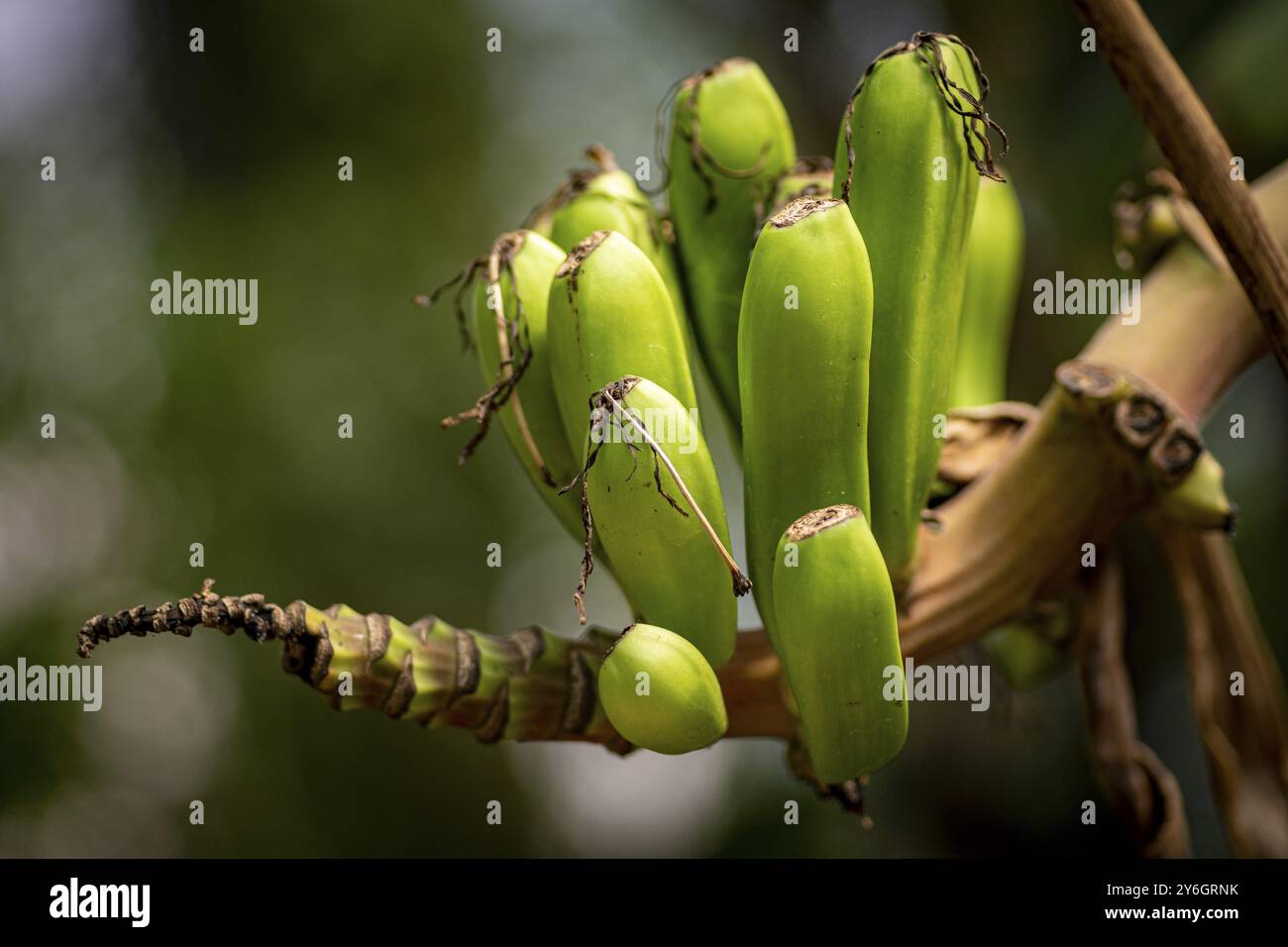 Gros plan de petites bananes en croissance sur la branche d'un bananière Banque D'Images