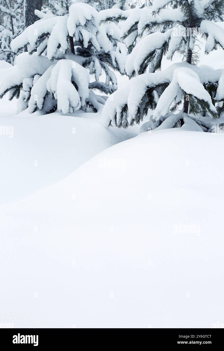 Fond hivernal, sapins enneigés et dérives de neige Banque D'Images