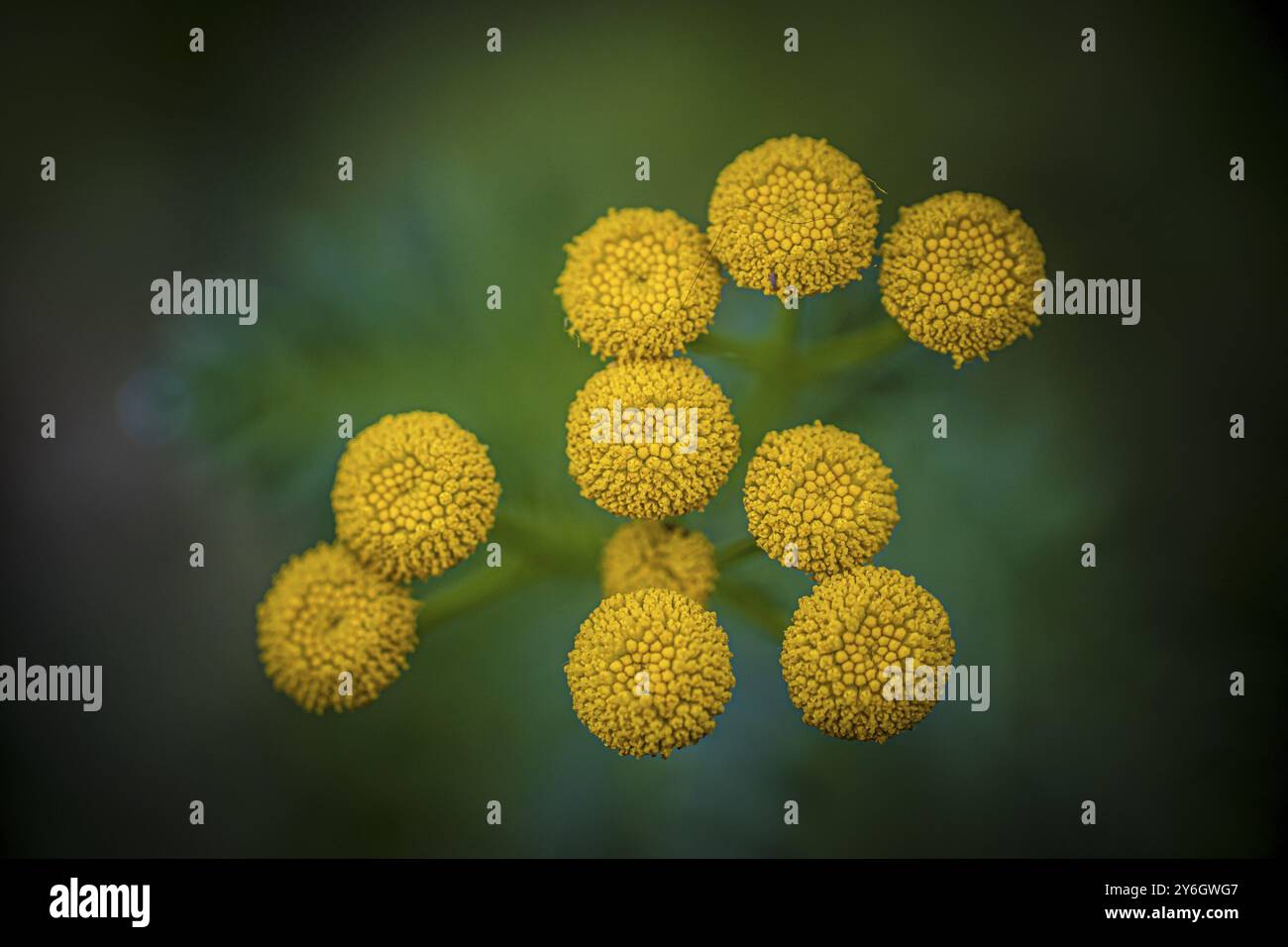Macro shot de tanacetum vulgare ou tansy est une plante à fleurs herbacée vivace du genre Tanacetum de la famille des aster, originaire de l'UE tempérée Banque D'Images