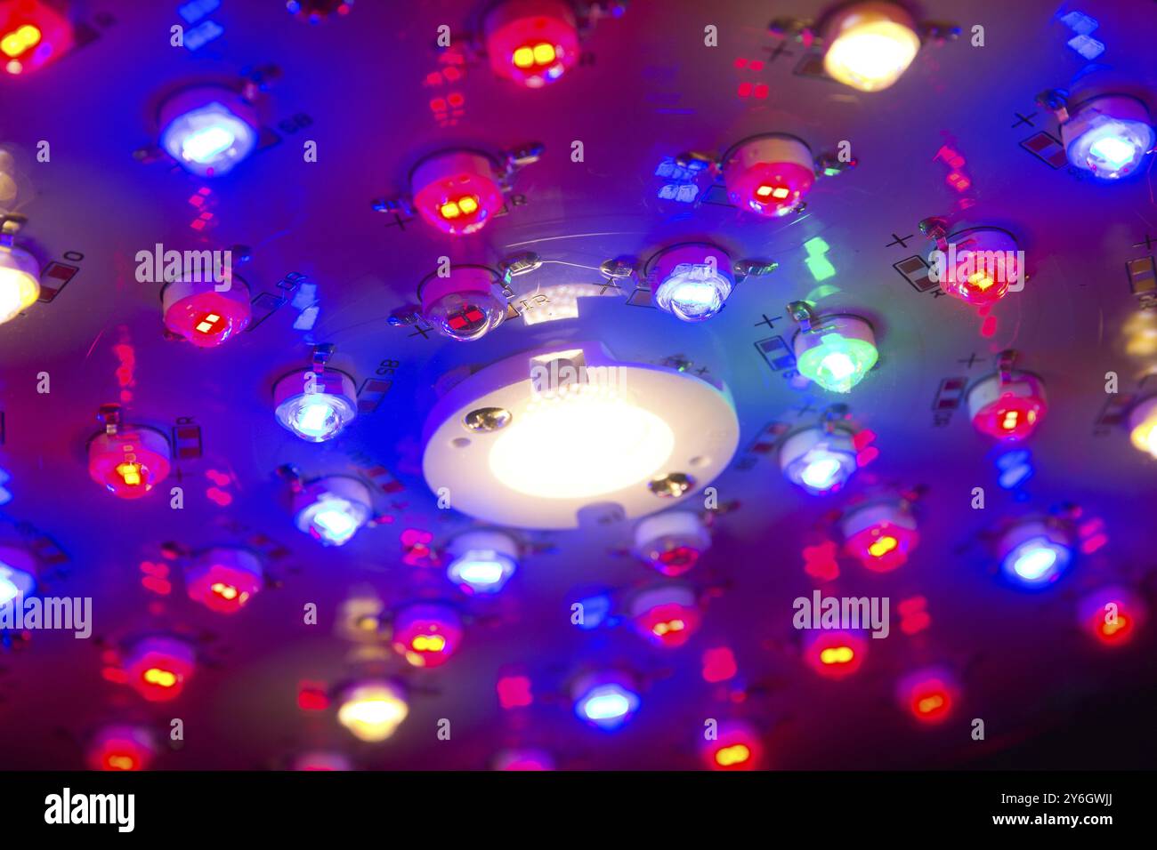 Lumière de croissance à spectre complet avec COB, LED bleue et rouge pour les plantes d'intérieur. Gros plan et détails Banque D'Images
