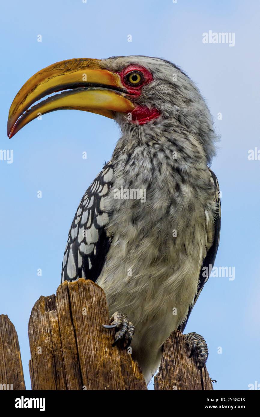 Charme du sud à bec jaune, gros plan avec tête et bec, assis sur un poteau en bois. Animaux sauvages Banque D'Images