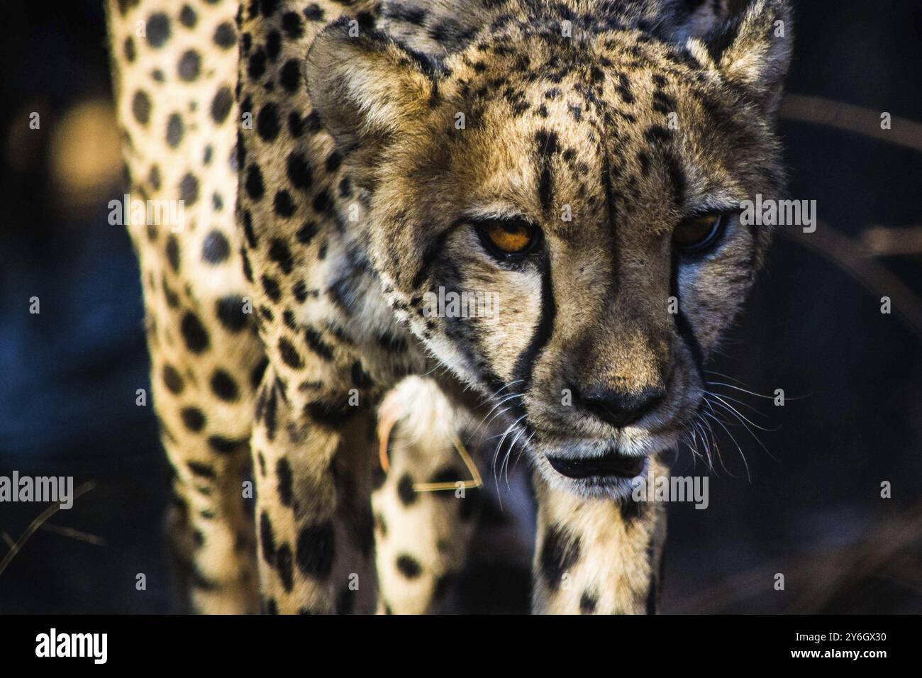 Rencontre rapprochée d’un guépard en marche et alerté, concentré lors d’un safari en Afrique Banque D'Images