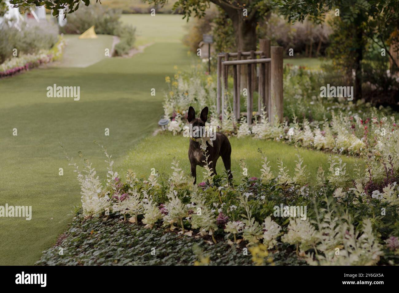 Un petit chien noir debout dans un jardin magnifiquement entretenu avec de l'herbe verte luxuriante et des fleurs colorées. Banque D'Images