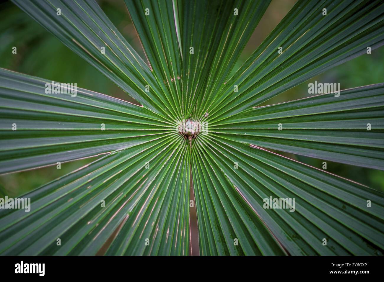 Les feuilles de palmier vert vif s'écartant. Nom latin : Cryosophila warscewiczii Banque D'Images