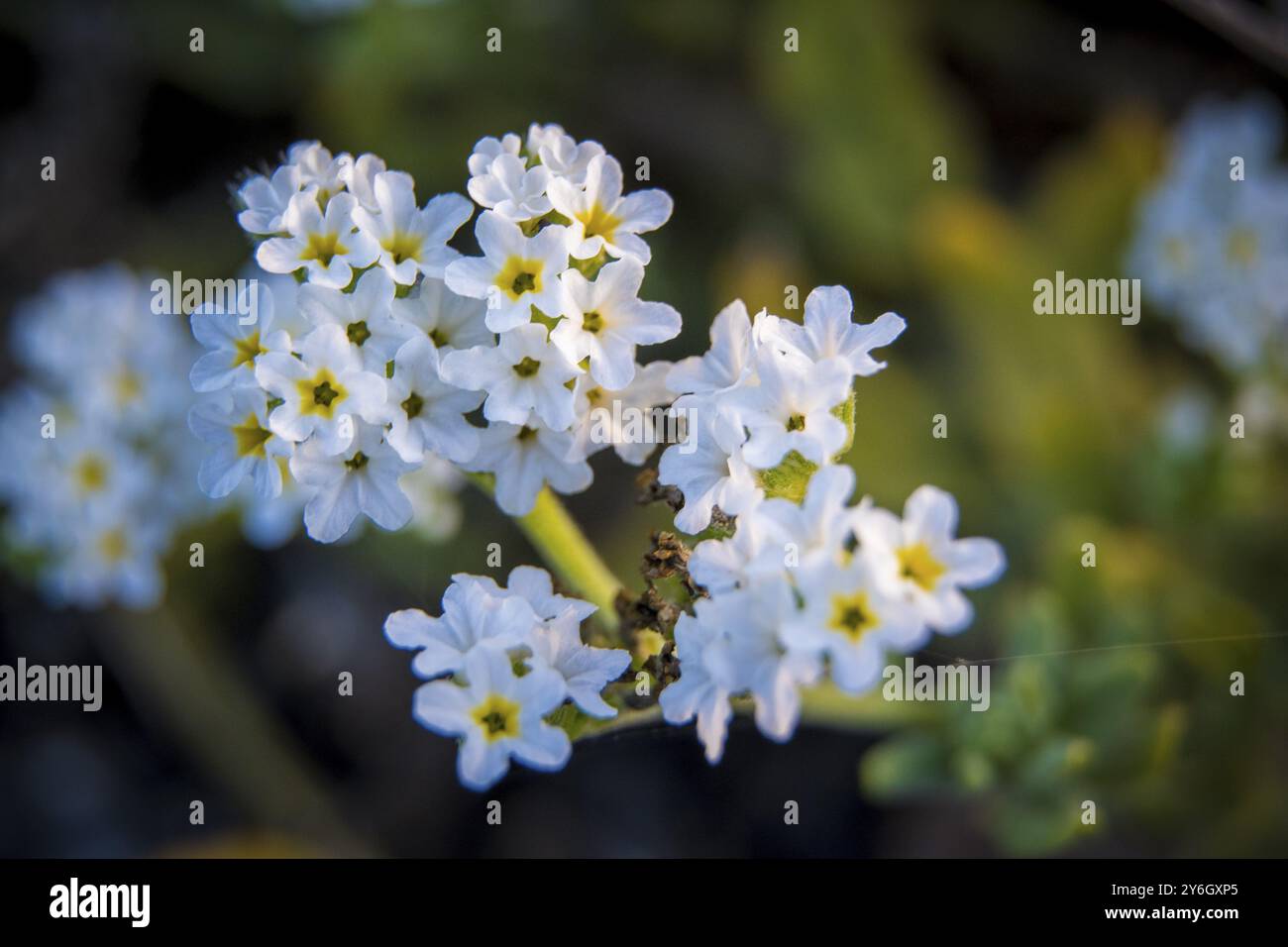 Gros plan de Heliotropium, fleur de cerise, héliotrope commun, héliotrope de jardin 'Alba' ou nom latin: Heliotropium arborescens Banque D'Images