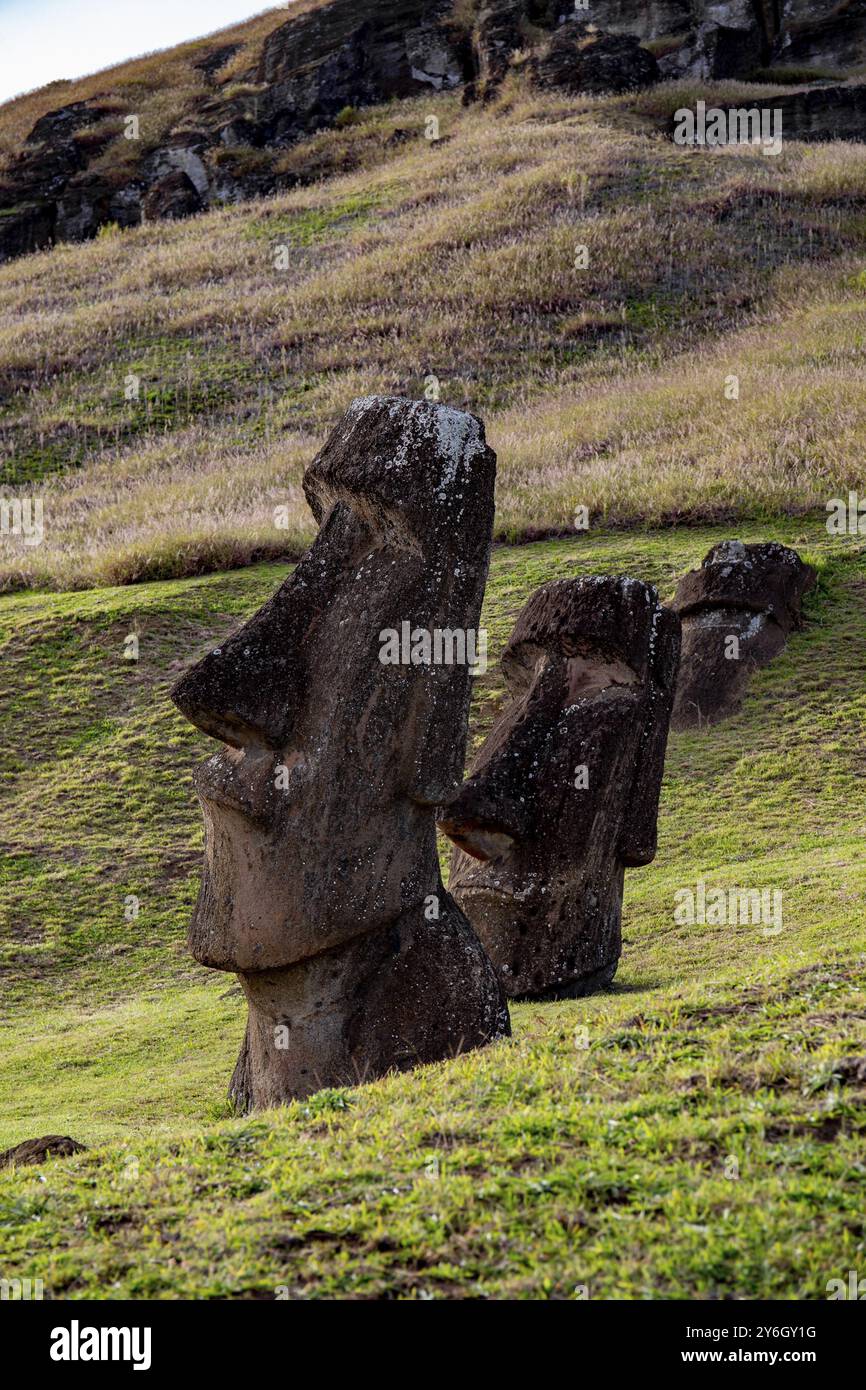 Nourriture, nourriture, Moai sur le volcan Ranu Raraku. Paysage de l'île ester Banque D'Images