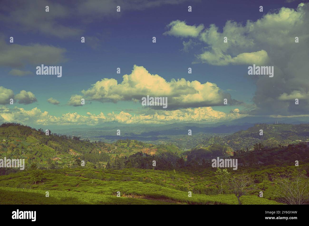 Beau paysage de montagne avec plantation de thé au Sri Lanka, style rétro vintage Banque D'Images