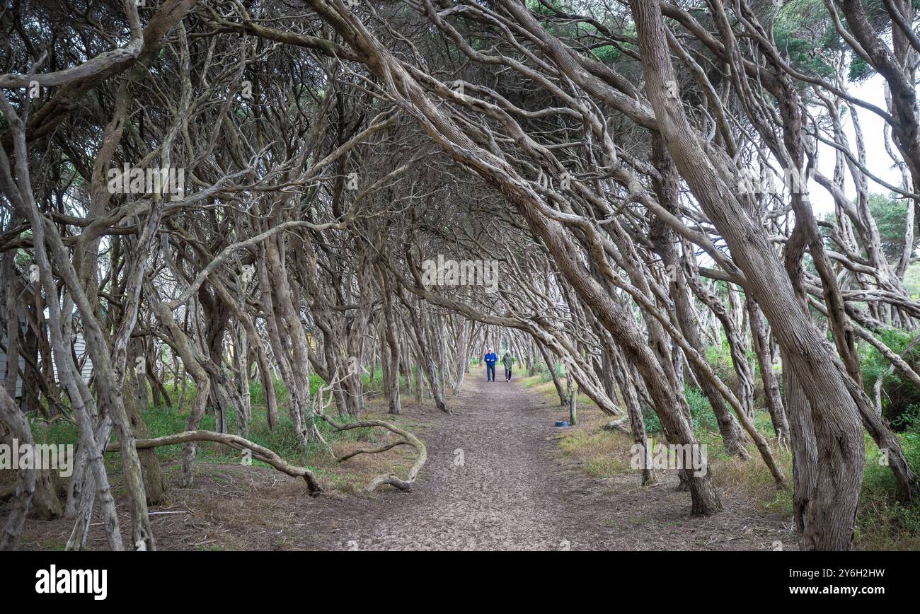 La petite ville balnéaire historique de Sorrento sur la péninsule de Mornington près de Melbourne en Australie. Banque D'Images