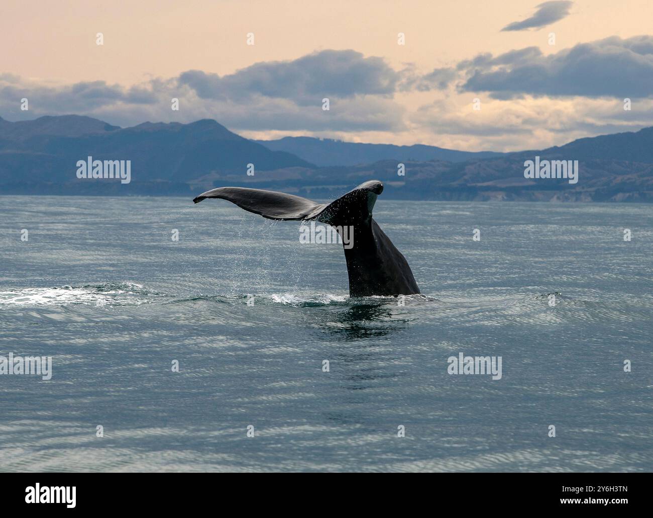 Kaikoura, Nouvelle-Zélande. Holy Moly plonge Banque D'Images