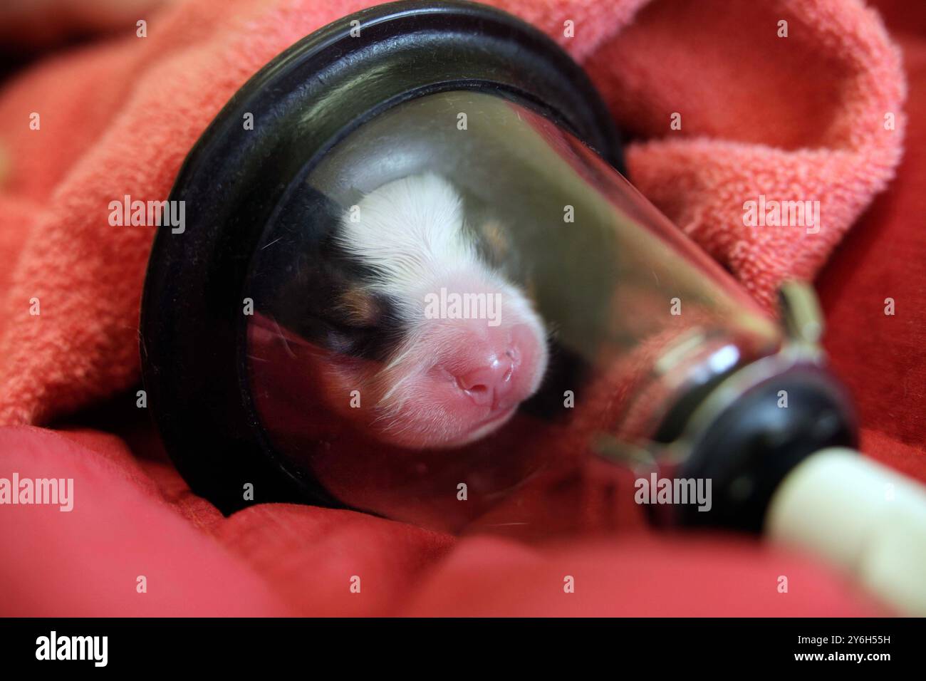 Photo de Tim Cuff 29 août 2016 - Halifax Veterinary Hospital : un chiot reçoit de l'oxygène après l'accouchement par césarienne, Nelson, Nouvelle-Zélande. Banque D'Images