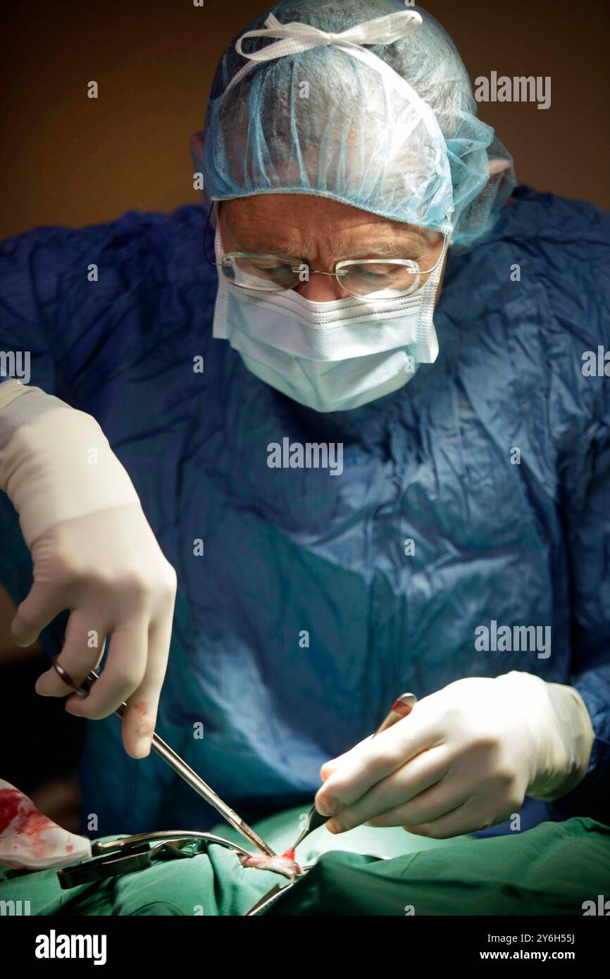 Hôpital vétérinaire de Halifax : le vétérinaire principal Hans Andersen, pratiquant la chirurgie, Nelson, Nouvelle-Zélande. Banque D'Images